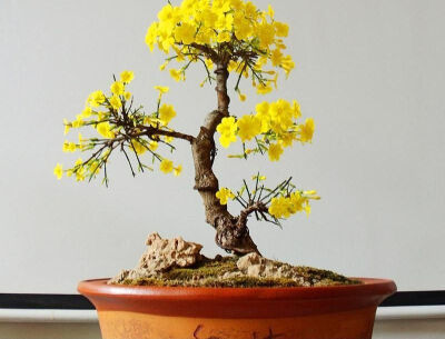 迎春花