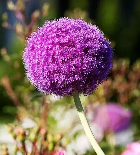 《大花葱》 大花葱又名硕葱,也有一些地区叫它吉安