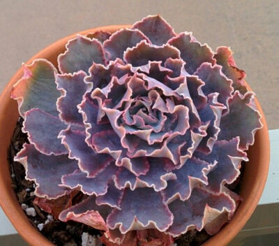 祗园之舞
祗园之舞（Echeveria shaviana 'Pink Frills'），是景天科拟石莲花属的多年生多肉植物。是沙维娜（E. shaviana）的园艺变种。