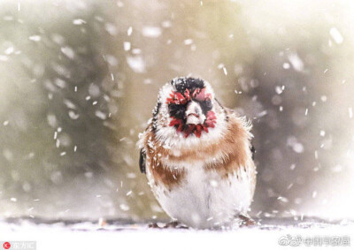 雪中鸟