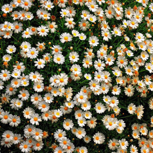 背景༺绿植花卉4:4༻