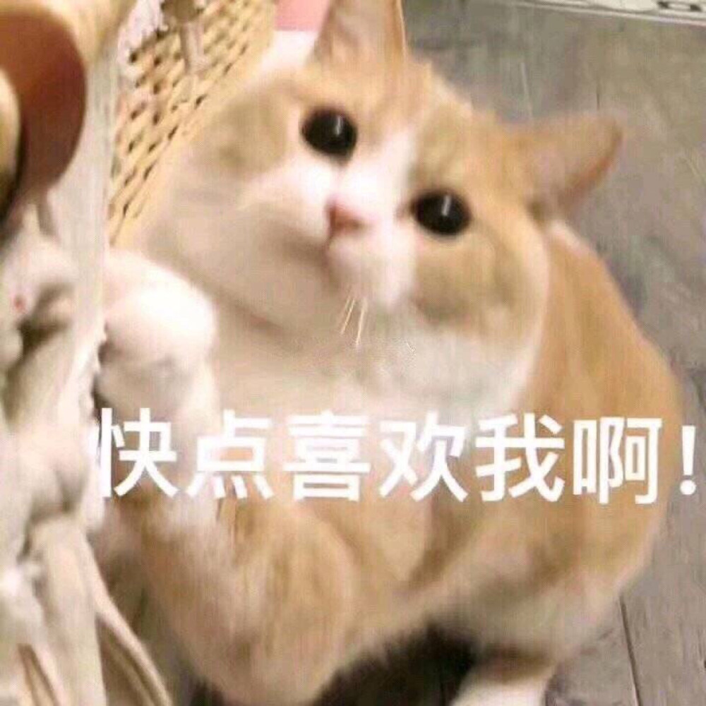 猫咪 萌宠 表情