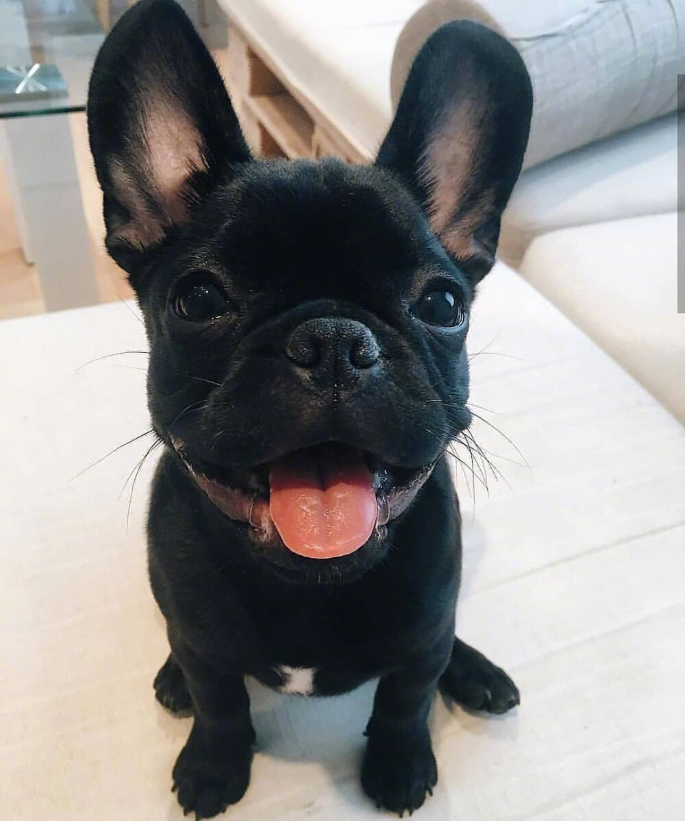 蠢萌的斗牛犬insfrenchiecorner