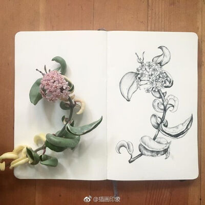 植物速写~~~【插画师：Courtney Roth】