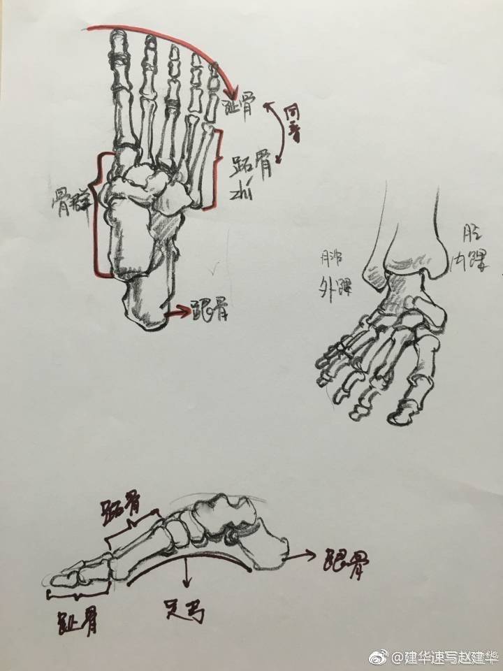 手指形态