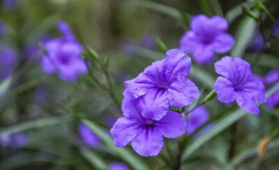 奇花异卉——翠芦莉 别名 兰花草 蓝花草