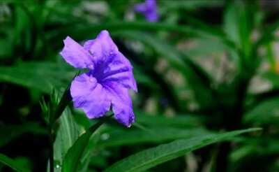 奇花异卉——翠芦莉 别名 兰花草 蓝花草