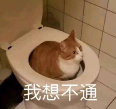 流泪猫猫头