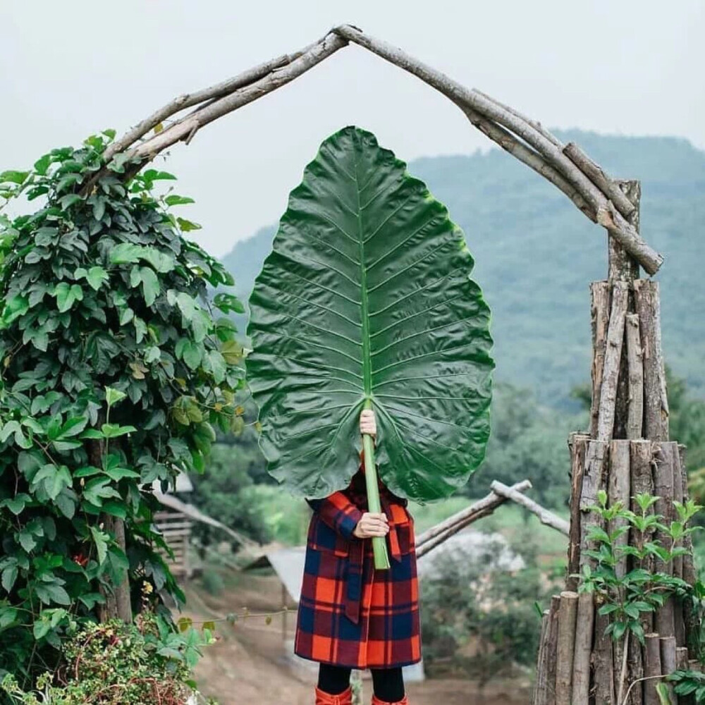 面包和汤和猫咪好天气