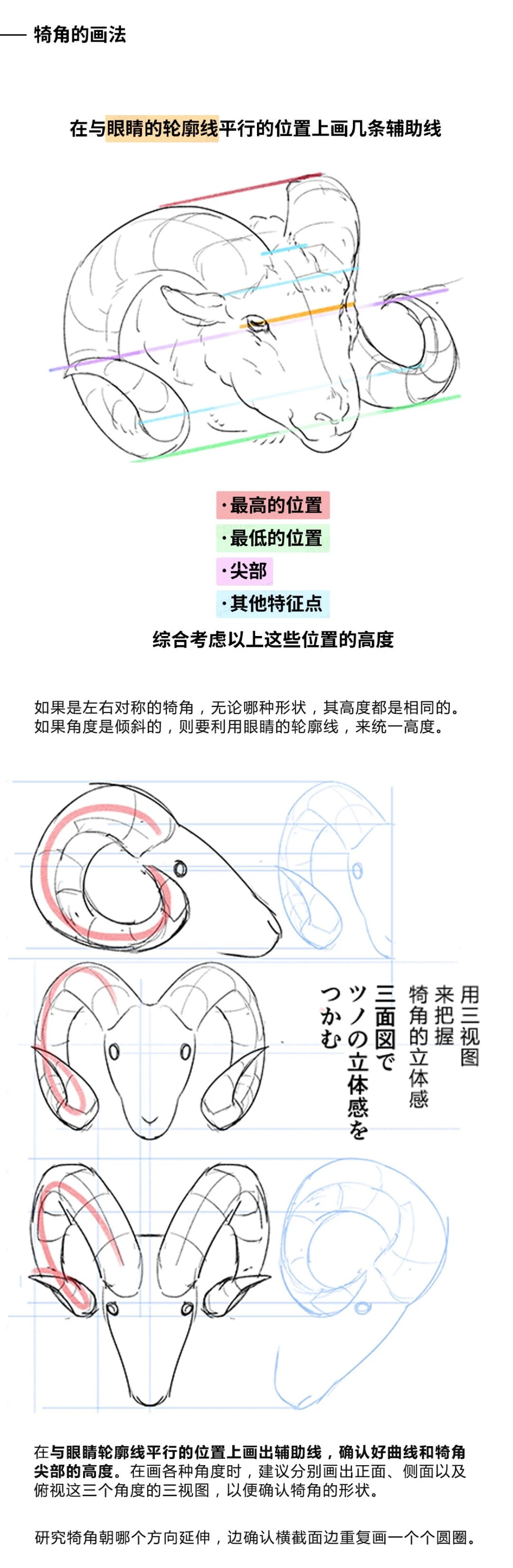 动物结构