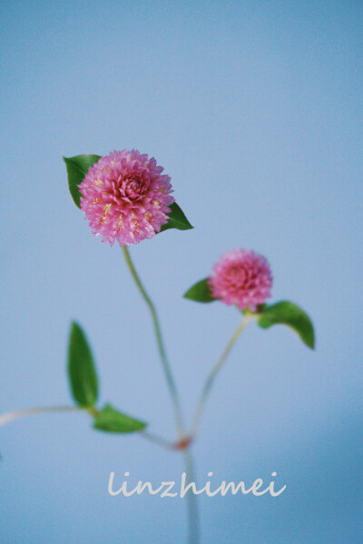 鲜切花简介：千日红
Gomphrena globosa L. (Amaranthaceae)
苋科千日红属，一年生草本植物。
花市常见紫红色，粉色以及白色切花，图中是粉色千日红。也有红色，香槟色，橙色等其他颜色，产量较低不常见。头状花序颜…