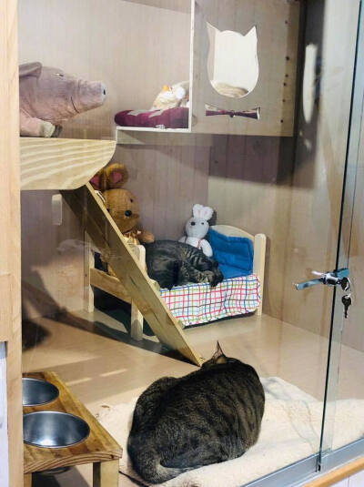 主人为家里3只猫订做了一间楼中楼猫屋，好舒适....by/FB/呂惠貞