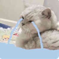 表情包 哦哦哦哦哦泡果奶