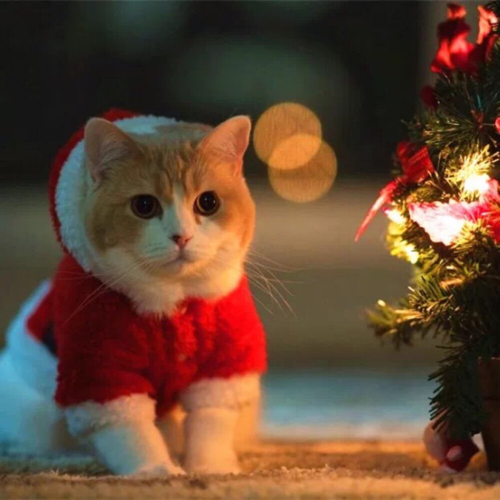 猫咪头像 圣诞帽