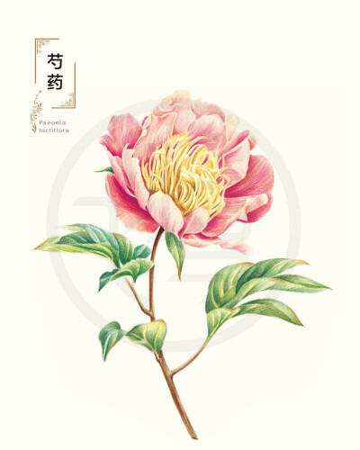 飞乐鸟-芍药