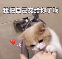 可爱.斗图.表情包.猫咪.爱你.
拿图点赞by池幼Chiyou.