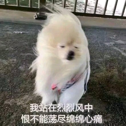 我站在烈烈风中
恨不能荡尽绵绵心痛