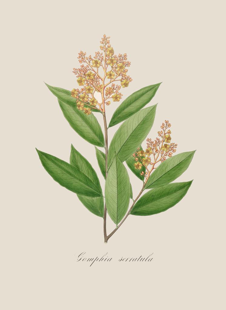 手绘植物花朵来自网络侵权可删