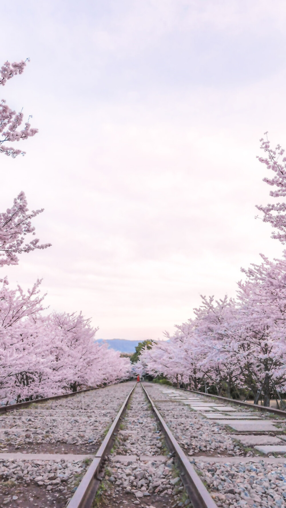 樱花 壁纸 背景