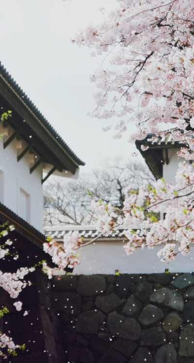 樱花 壁纸 背景