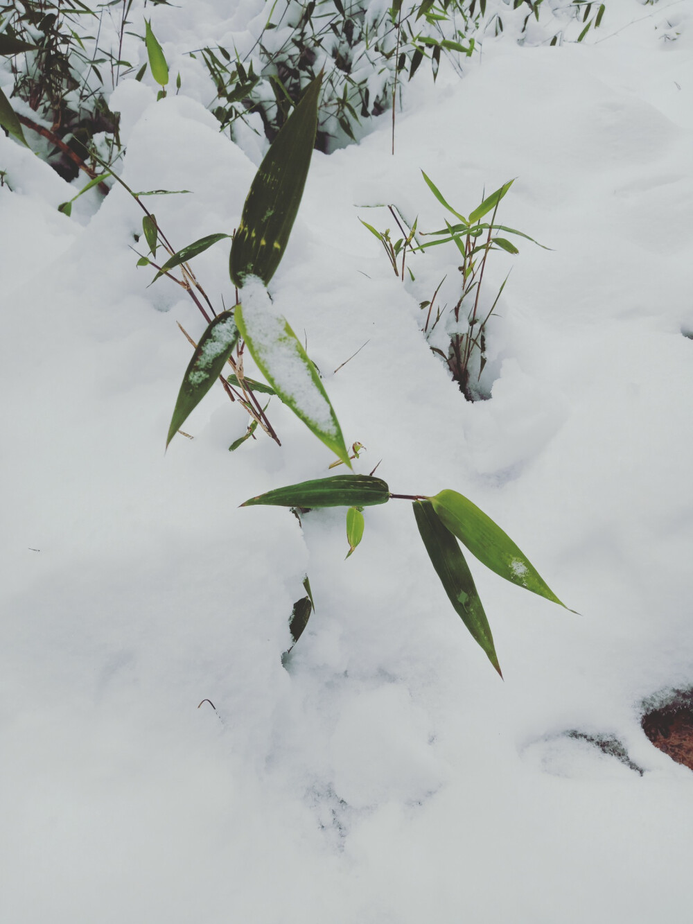 家乡美丽的雪！