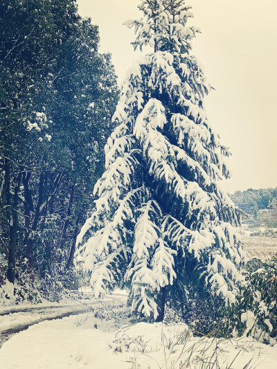 家乡美丽的雪！