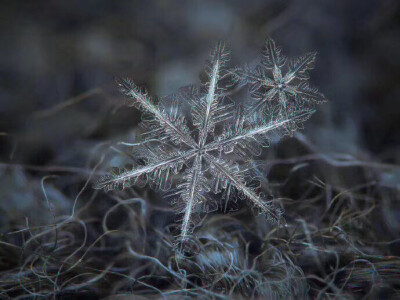 雪花
