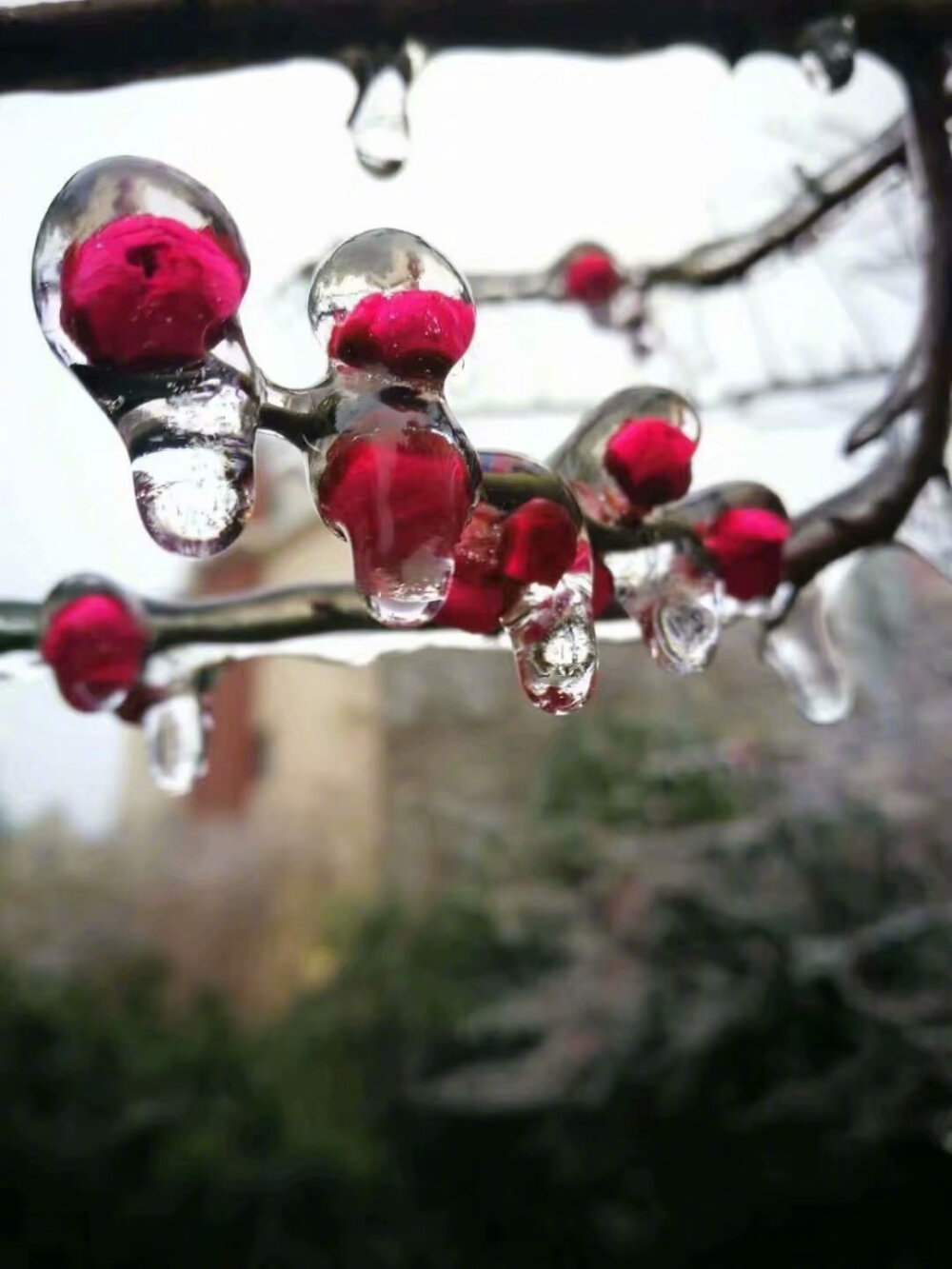 北方下的是雪大贵州就厉害了......下的都是施华洛世奇！！！#钻石雪#