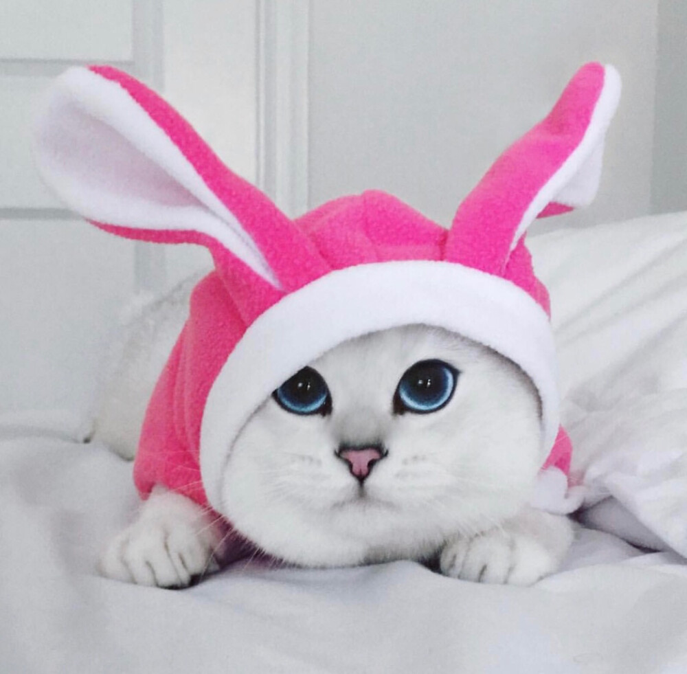 cat / 猫 头像 壁纸