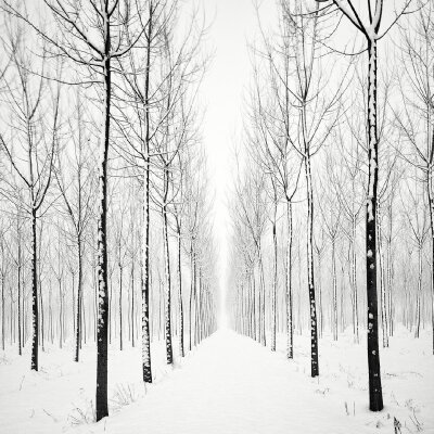 瑞士摄影师Pierre Pellegrini拍摄的黑白照片 ——