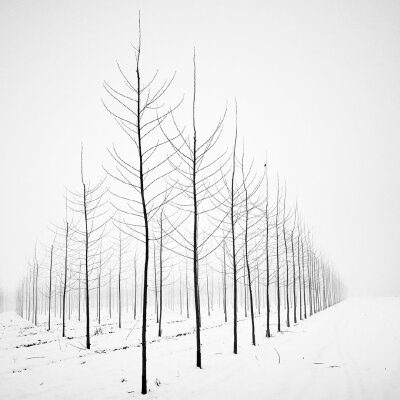 瑞士摄影师Pierre Pellegrini拍摄的黑白照片 ——