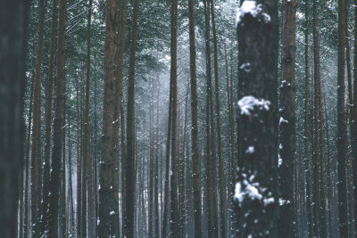 林间大雪