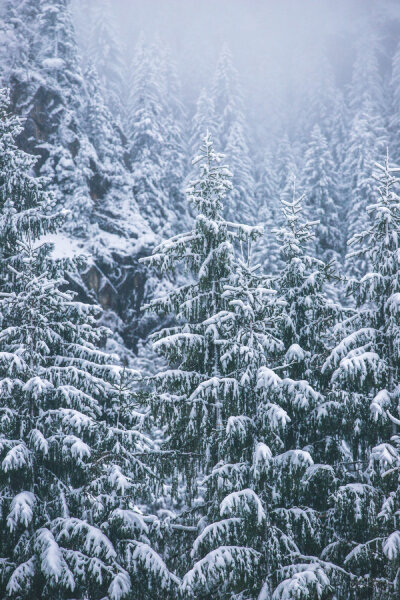 林间大雪