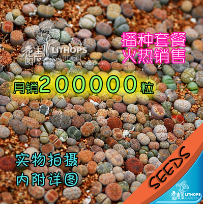 [特价]高发芽率！生石花 Lithops mix 南非进口混合种子 18年新