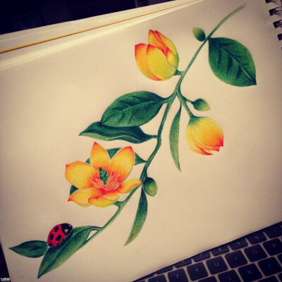 彩铅的魅力(●_●)