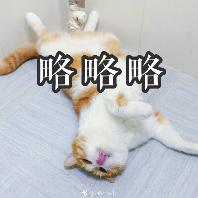 著名网红猫日呀