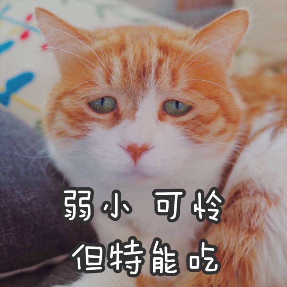 著名网红猫日呀