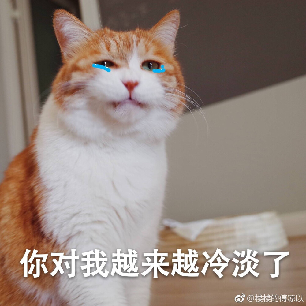 著名网红猫日呀