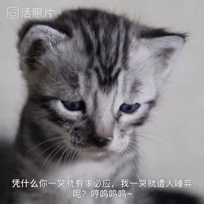 雨林豹猫苑实拍