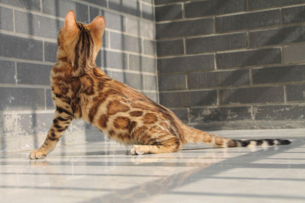 雨林豹猫苑实拍