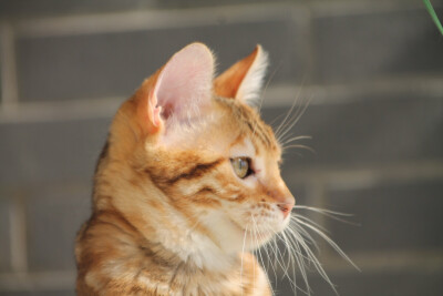 雨林豹猫苑实拍