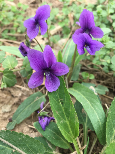 花 绿色 植物