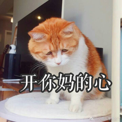 黄猫日