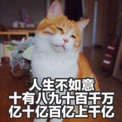 黄猫日