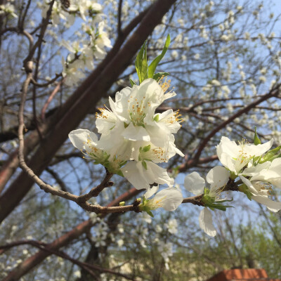 又是一年春来到