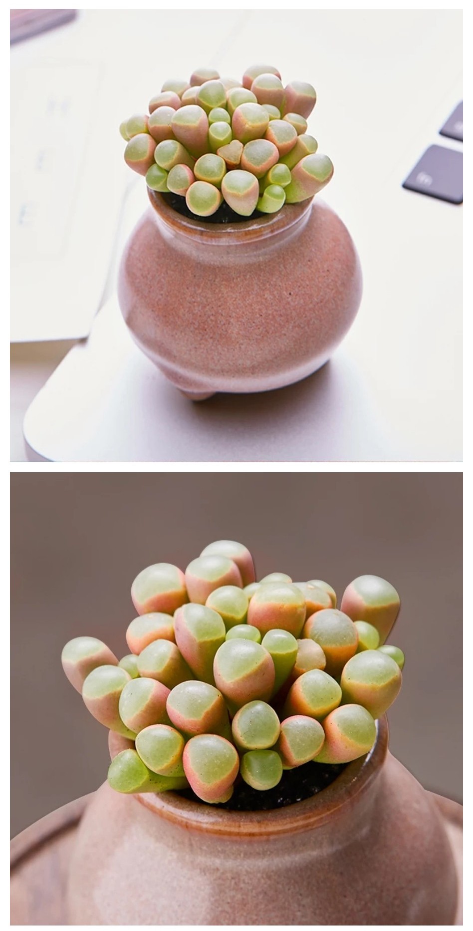 五十铃玉番杏科棒叶花属。夏天少水