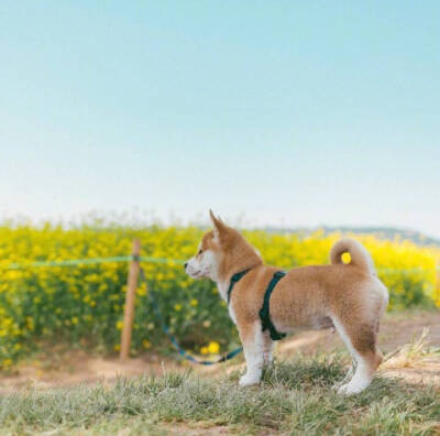 柴犬秋田犬