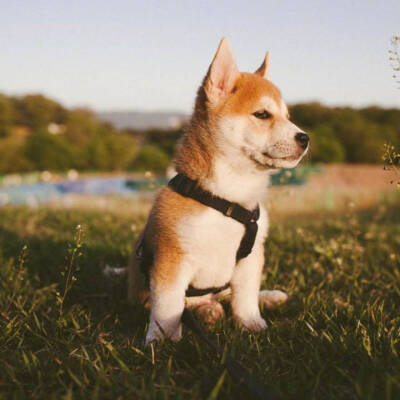 柴犬秋田犬