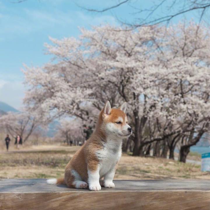 柴犬秋田犬