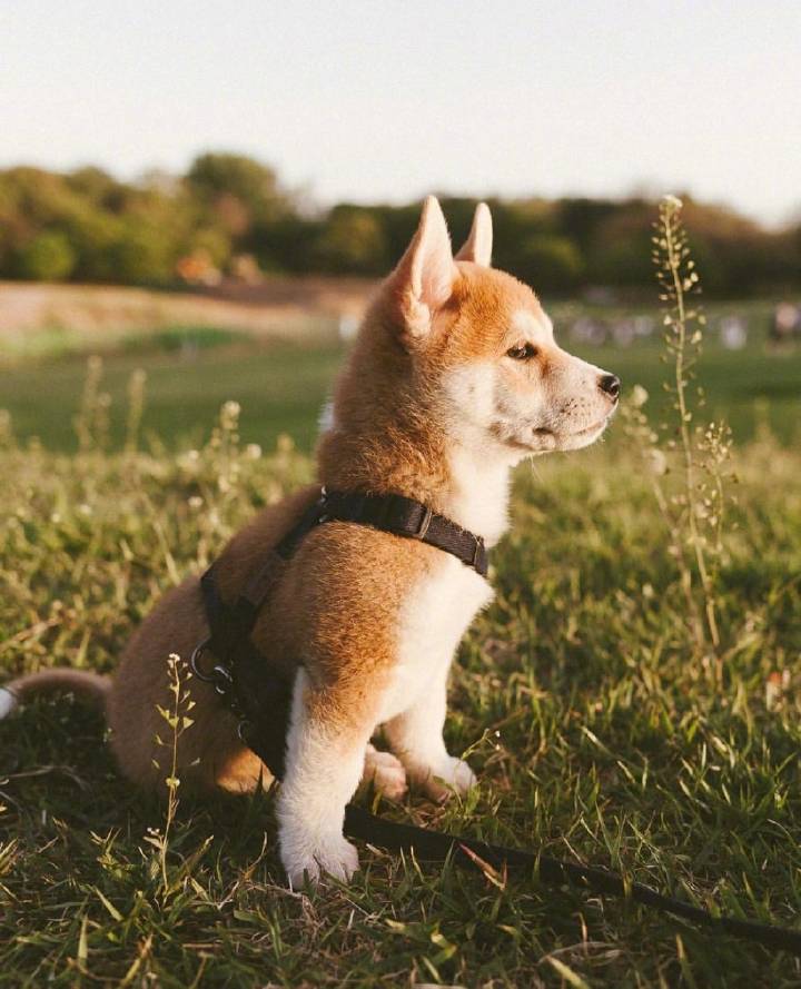 柴犬秋田犬